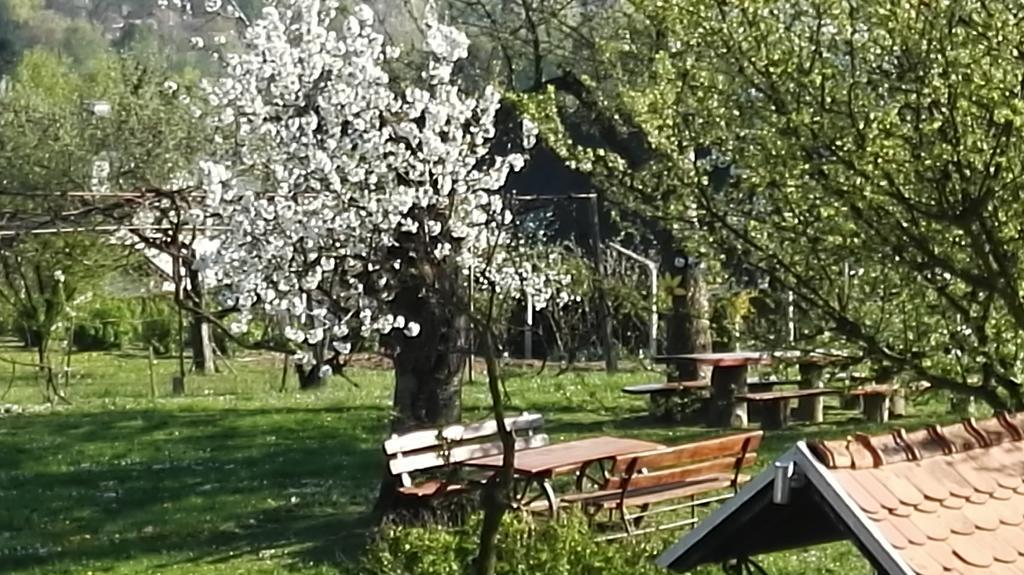 Panorama B&B Ptuj Exteriör bild