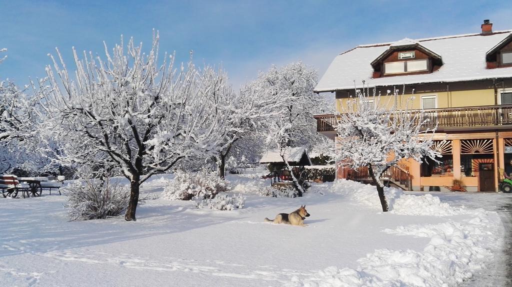 Panorama B&B Ptuj Exteriör bild